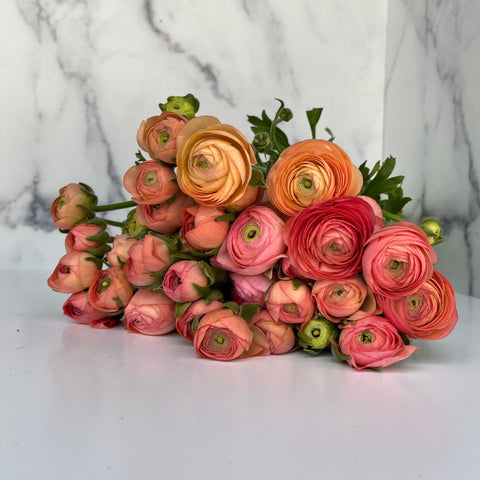 Ranunculus Corms-Salmon - Sunny Meadows Flower Farm