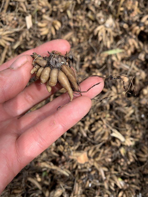 Ranunculus Corms-White - Sunny Meadows Flower Farm