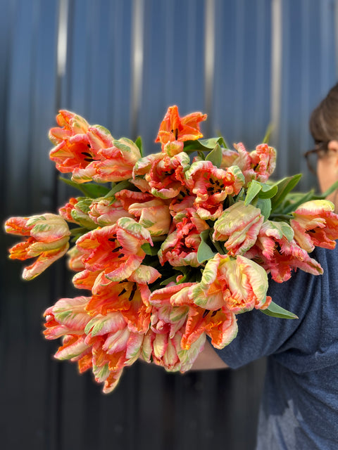 Tulip-Apricot Parrot - Sunny Meadows Flower Farm