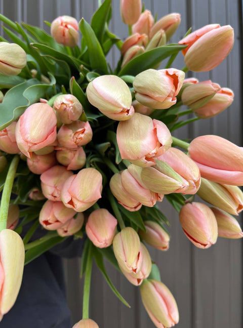 Tulip-Menton - Sunny Meadows Flower Farm