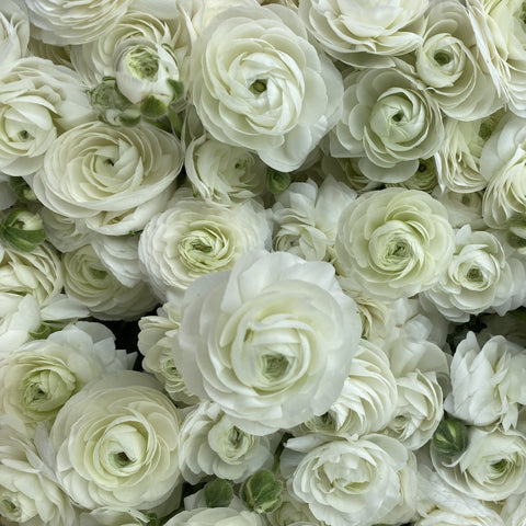 Ranunculus Corms-White - Sunny Meadows Flower Farm