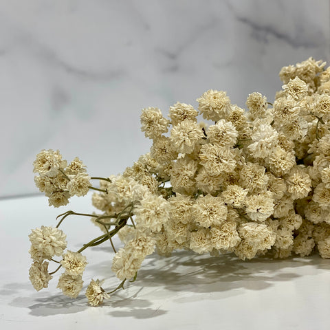 Dried Flower Bunch-Yarrow Angel's Breath - Sunny Meadows Flower Farm