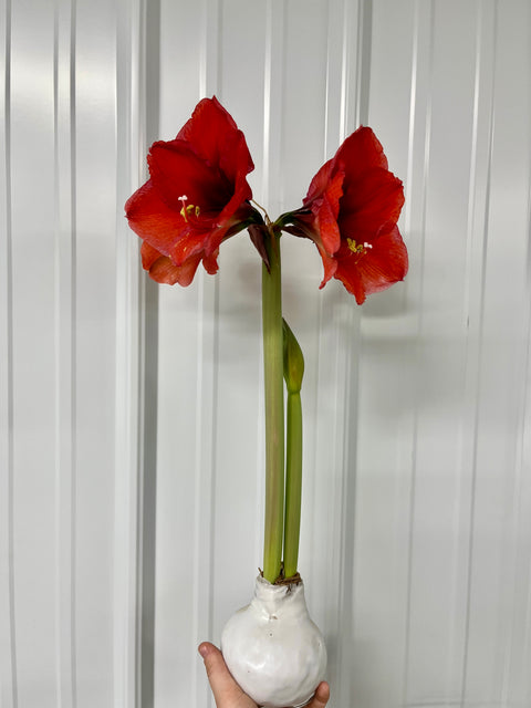 Wax Amaryllis Bulb - Sunny Meadows Flower Farm