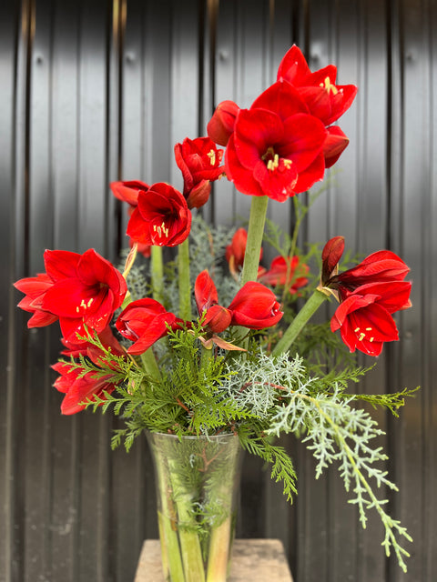 Wax Amaryllis Bulb - Sunny Meadows Flower Farm