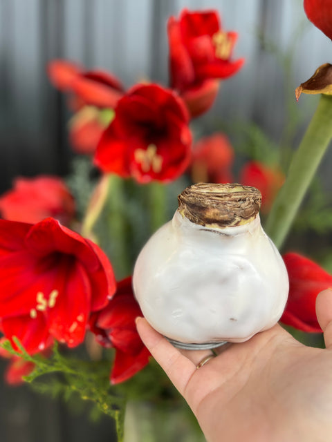 Wax Amaryllis Bulb - Sunny Meadows Flower Farm