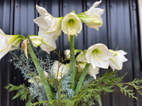 Wax Amaryllis Bulb - Sunny Meadows Flower Farm