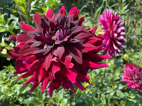 Dahlia Black Magic - Sunny Meadows Flower Farm