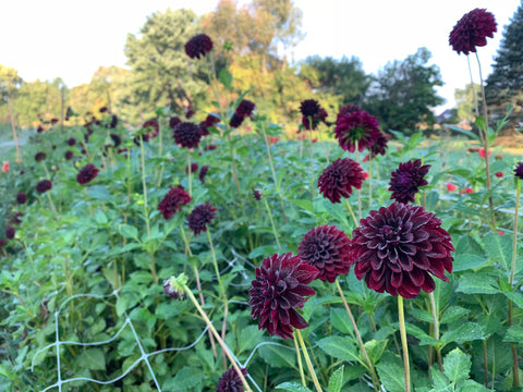 Dahlia Black Satin - Sunny Meadows Flower Farm