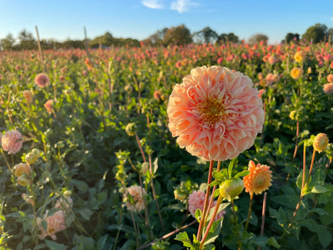 Dahlia Crichton Honey - Sunny Meadows Flower Farm