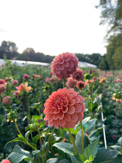 Dahlia Rose Toscano - Sunny Meadows Flower Farm