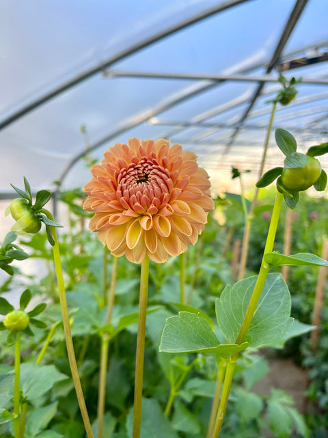 Dahlia Valley Tawny - Sunny Meadows Flower Farm