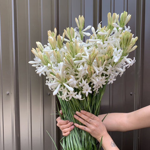 Tuberose - Sunny Meadows Flower Farm
