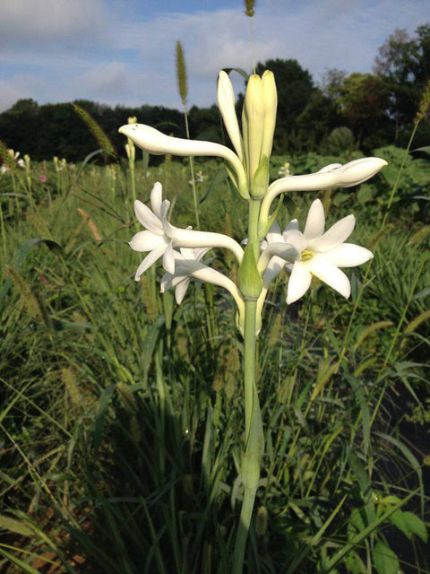 Tuberose - Sunny Meadows Flower Farm