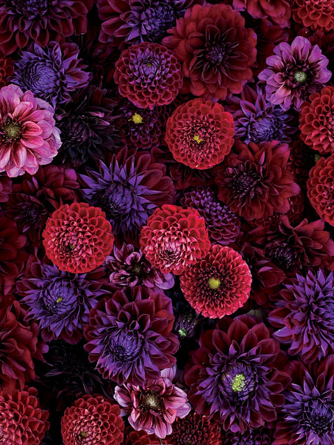 Dahlia Tubers by the Color