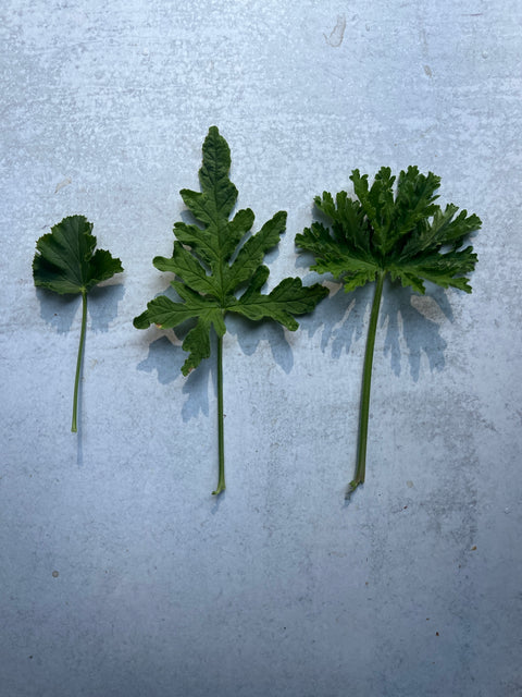 Geranium Rooted Cuttings