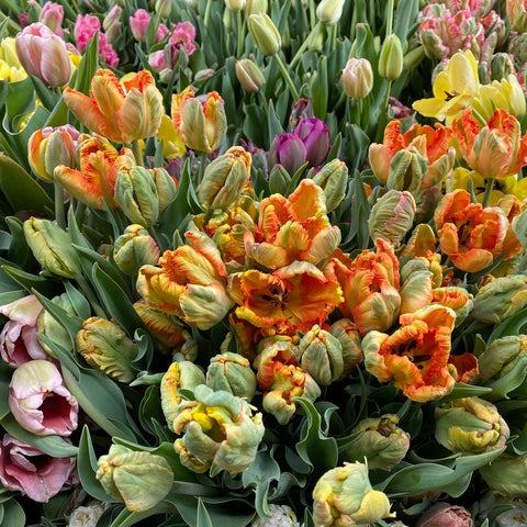 Tulip Bulbs