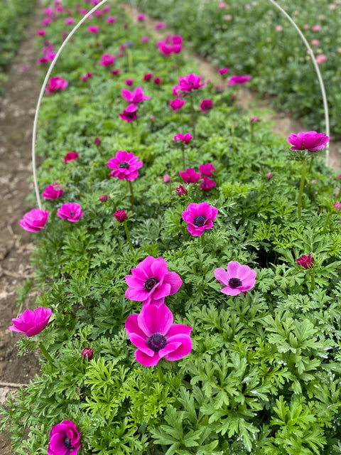 Anemone Corms-Pink
