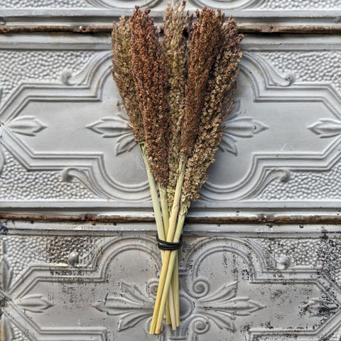 Dried Grasses-Broomcorn