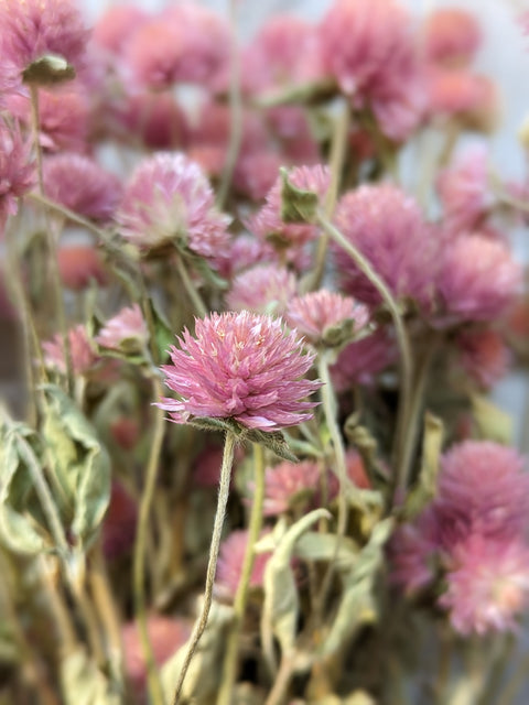 Dried Flower Bunch-Gomphrena Pink