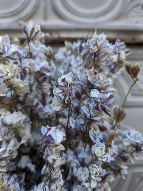 Dried Flower Bunch-Larkspur Smokey Eyes