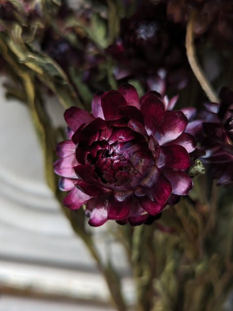 Dried Flower Bunch-Strawflower Burgundy