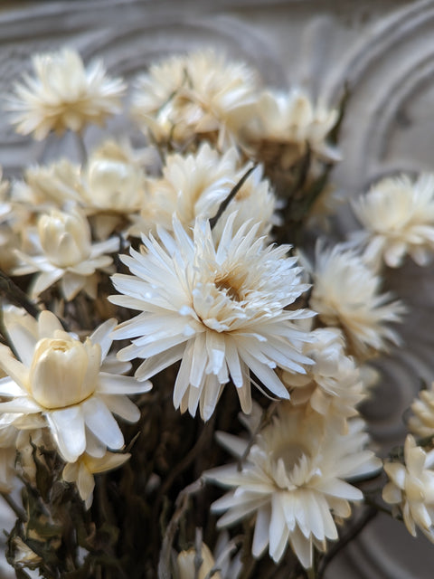 Dried Flower Bunch-Strawflower White