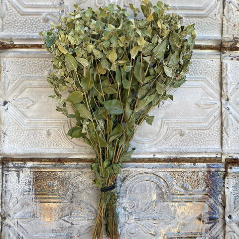 Dried Foliage Bunch-Mountain Mint