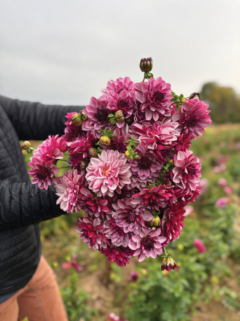 Dahlia Crème de Cassis