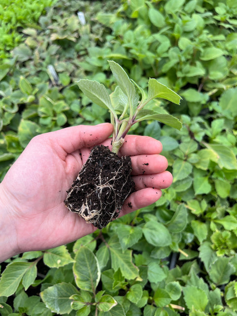 Dahlia Cuttings