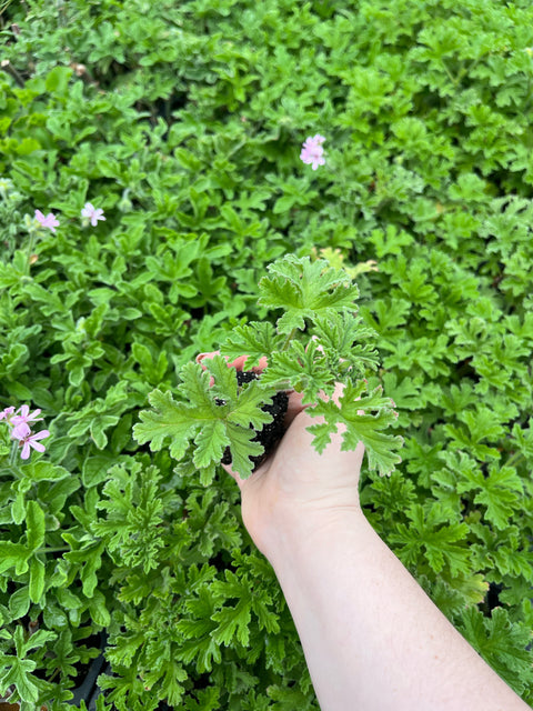 Geranium Cuttings