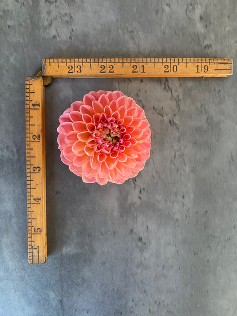 Dahlia Linda's Baby