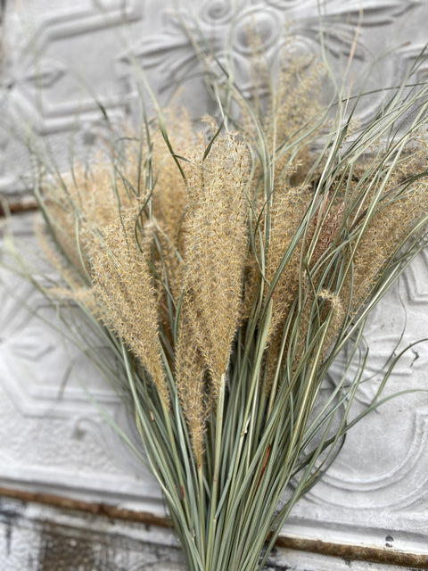 Dried Grasses-Miscanthus Plumes