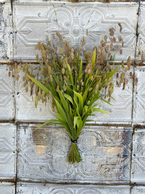 Bareroot Clumps-Sea Oats