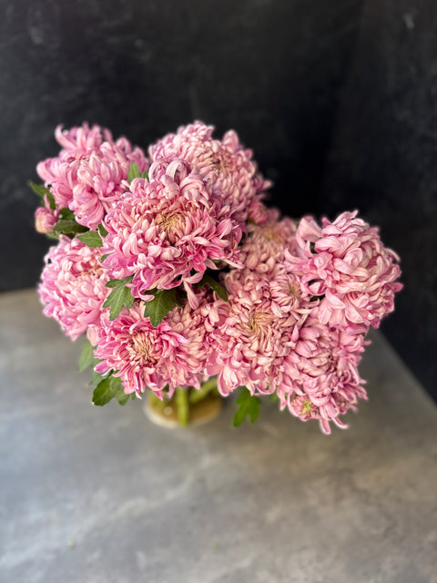 Mum Rooted Cutting-Lake Landers