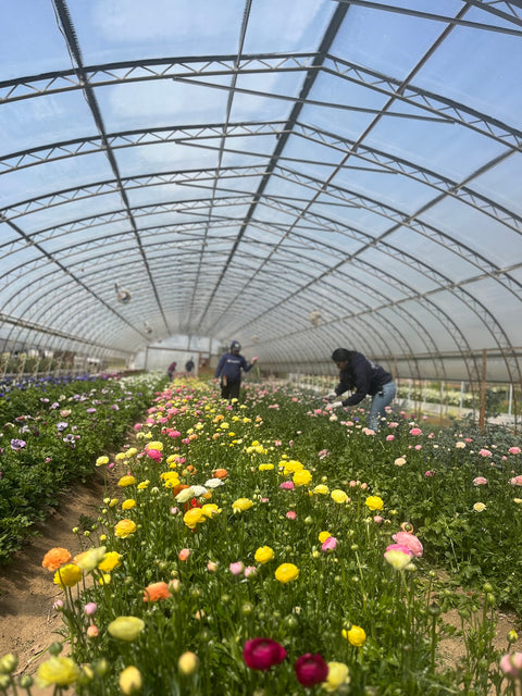 Ranunculus + Anemones