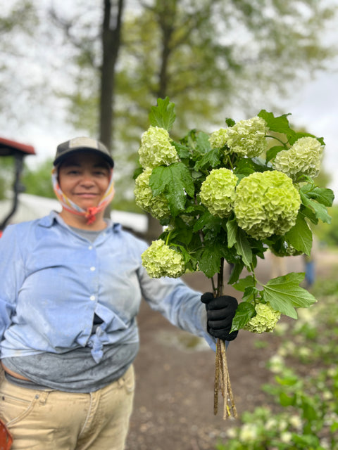 Liner-Viburnum Popcorn