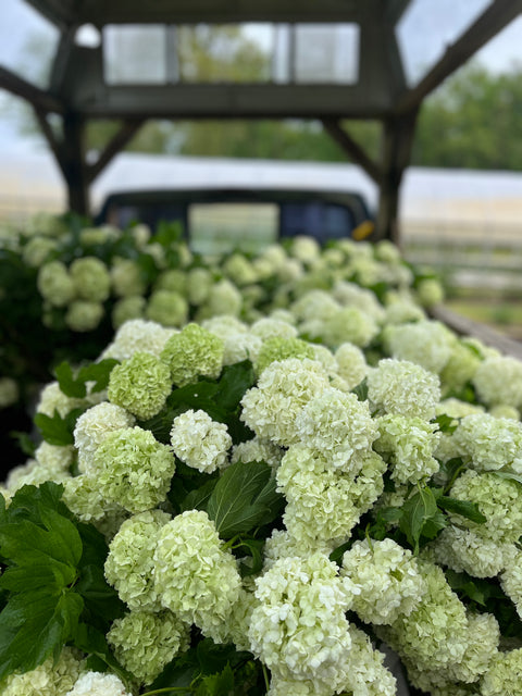 Liner-Viburnum Popcorn