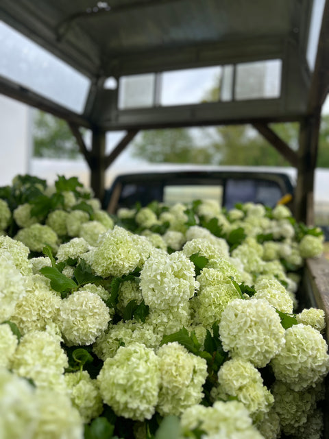 Liner-Viburnum Popcorn