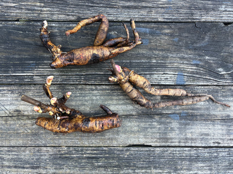 Peony Bare Root-Coral Charm