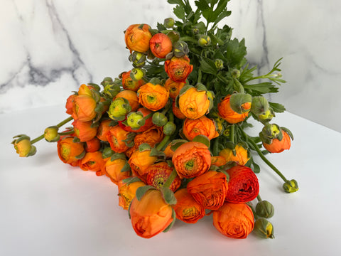 Ranunculus Corms-Orange