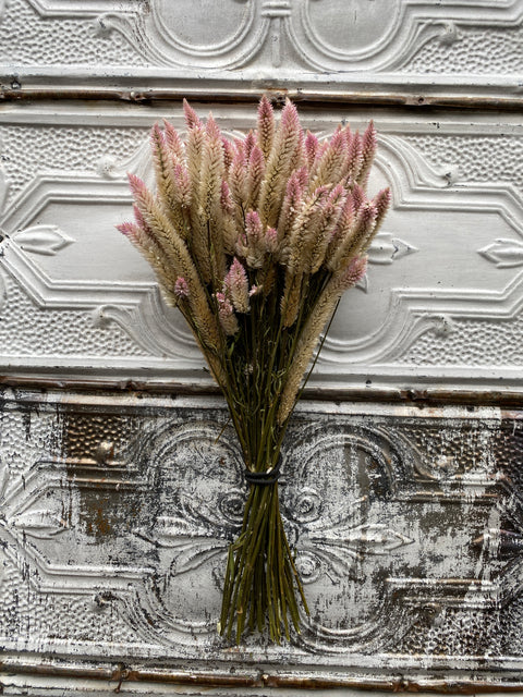 Dried Flower Bunch-Celosia Flamingo Feather