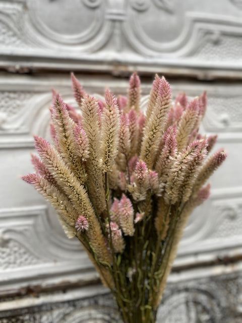 Dried Flower Bunch-Celosia Flamingo Feather