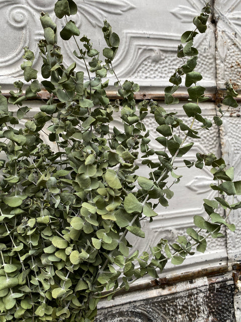 Dried Foliage Bunch-Eucalyptus