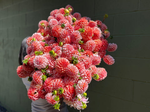 Dahlia Peaches N Cream