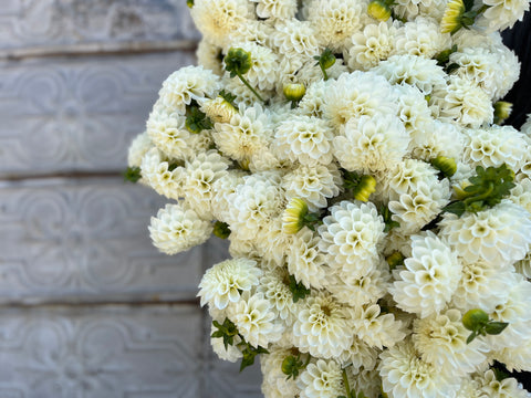 Dahlia Boom Boom White