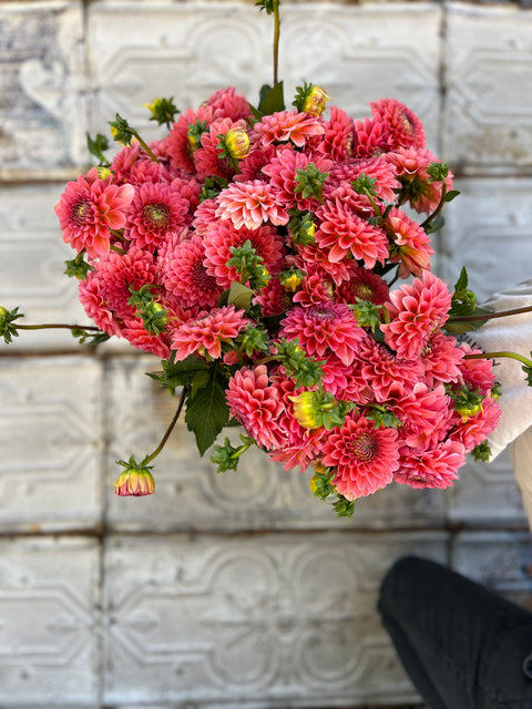 Dahlia Pink Runner