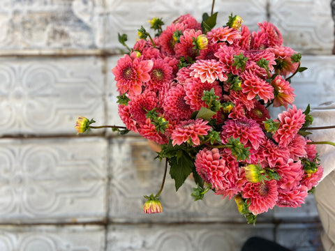 Dahlia Pink Runner