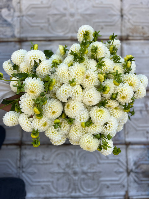 Dahlia Dorothy