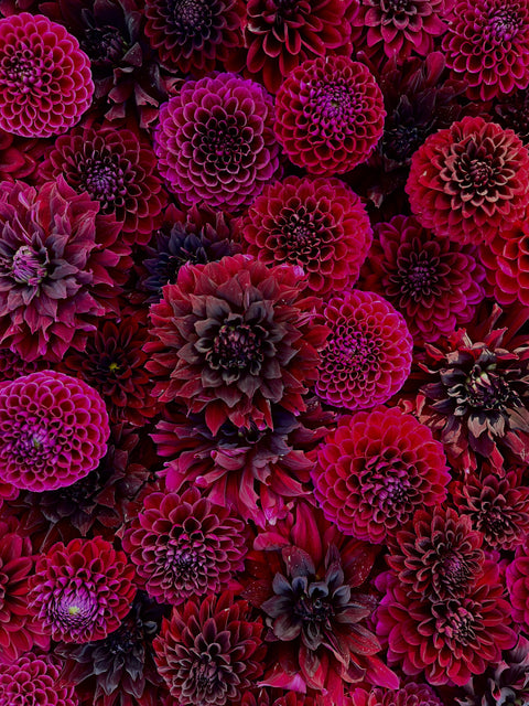 Dahlia Dark + Moody Mix- 10 tubers