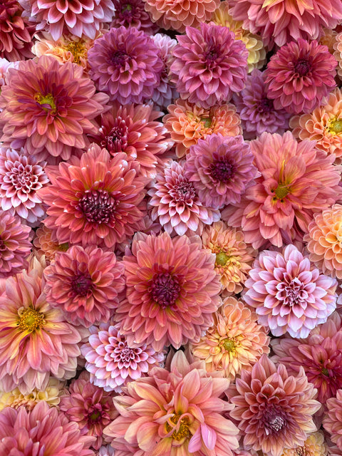 Dahlia Sunset Mix- 10 tubers